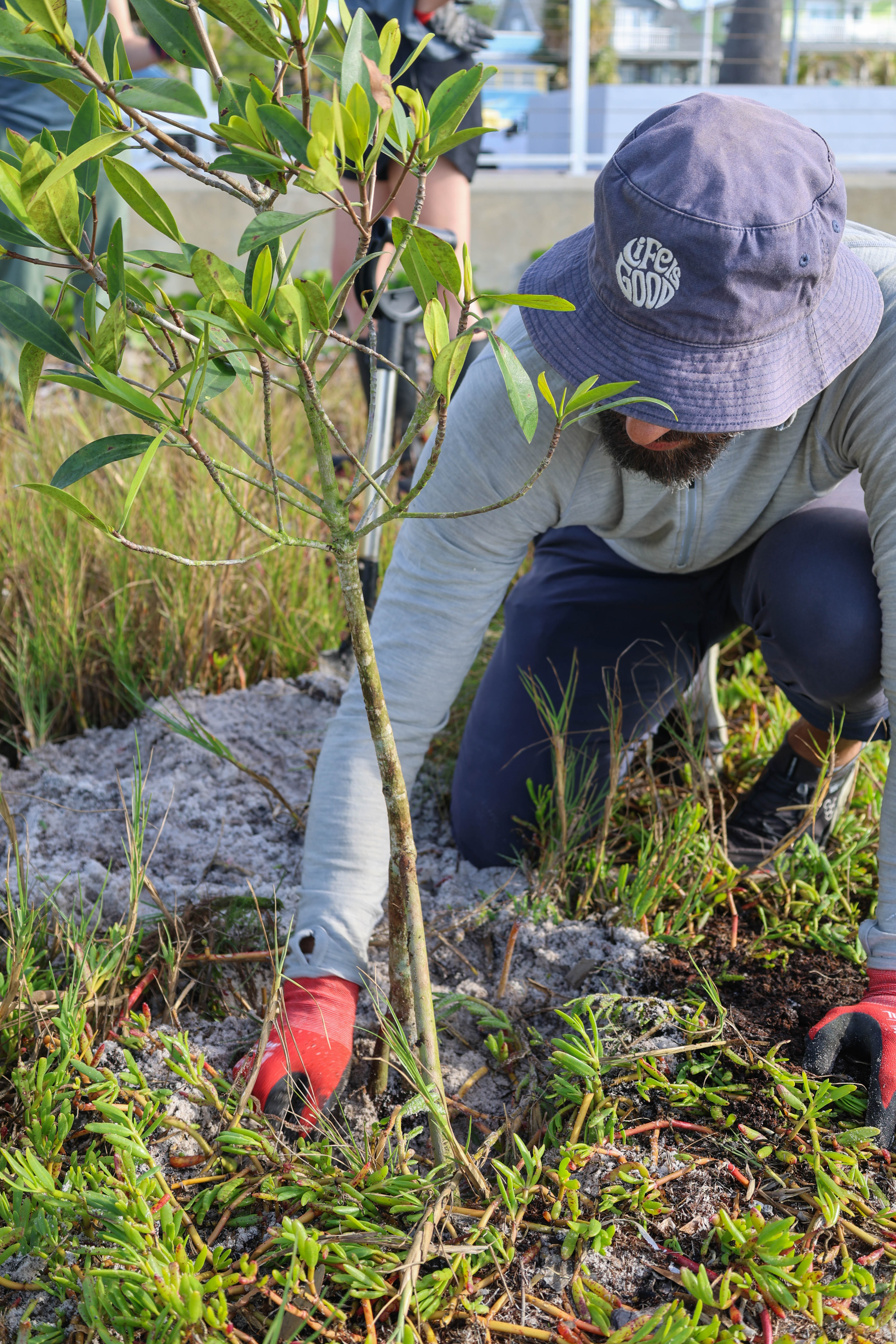 Close-up of a volunteer planting mangroves in the restoration area
