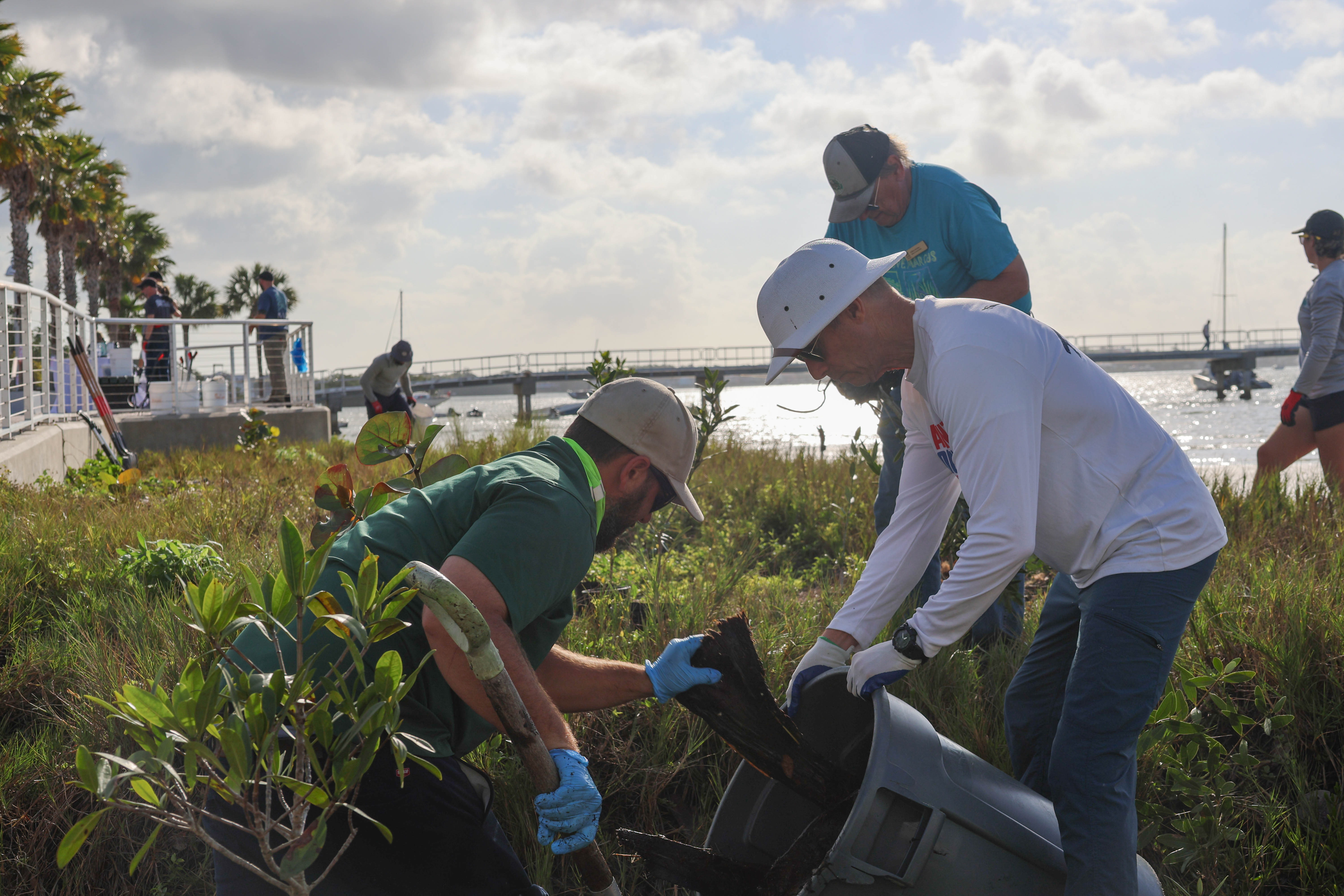 Volunteer planting a mangrove sapling at the restoration site
